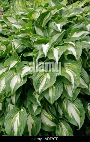 Heart shaped leaves of the Hosta undulata Stock Photo
