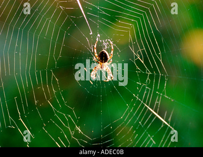 Cross spider araneus diadematus sitting in his web waiting for prey Stock Photo