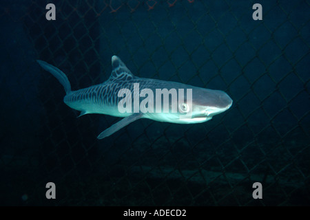 Tiger shark pup Galeocerdo cuvier Kaneohe Bay Oahu hawaii North Pacific Stock Photo