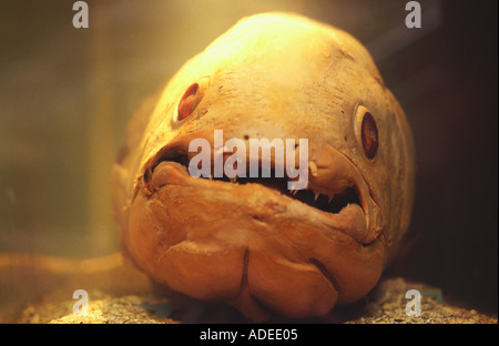 The monstrous head of a Coelacanth dino fish Stock Photo