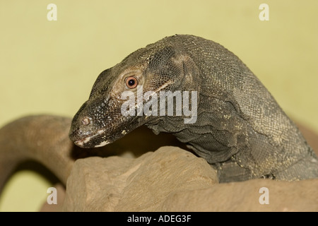 Lace monitor Tree Goanna Stock Photo