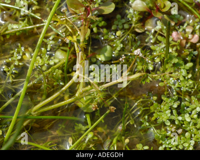 Lesser Marshwort, apium inundatum Stock Photo