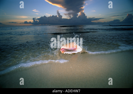 Conch shell on tropical beach Stock Photo - Alamy