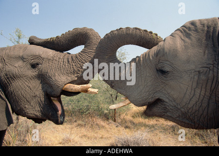 Close-up side on view of two young African elephants. Okavango Delta. Botswana. Stock Photo