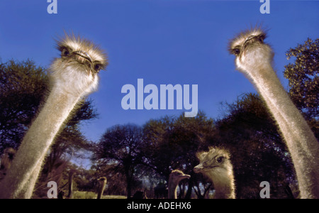 Botswana. Wildlife. Outdoor low angle close up of Ostriches. Stock Photo