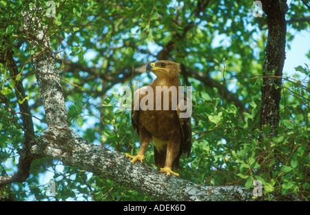 Steppe Eagle perched in a tree Stock Photo