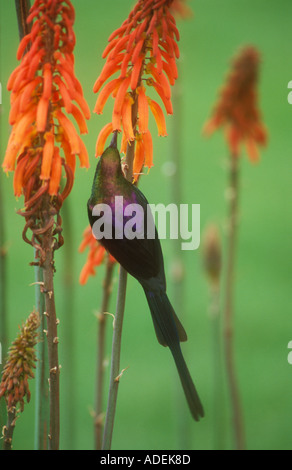Tacazze Sunbird feeding Stock Photo