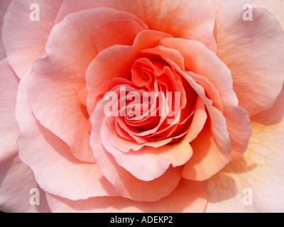 Close-up of perfect pink rose. Stock Photo