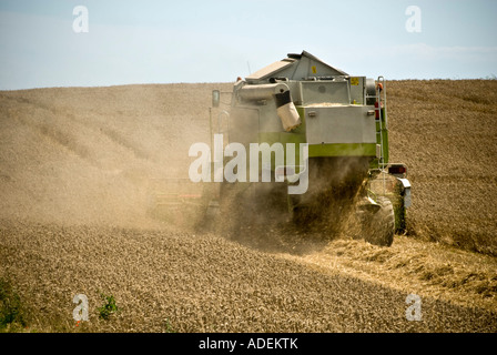 COMBINE HARVESTER WORKING IN A CORN FIELD Stock Photo