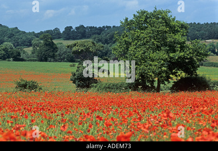 Poppy land in North Norfolk UK Stock Photo
