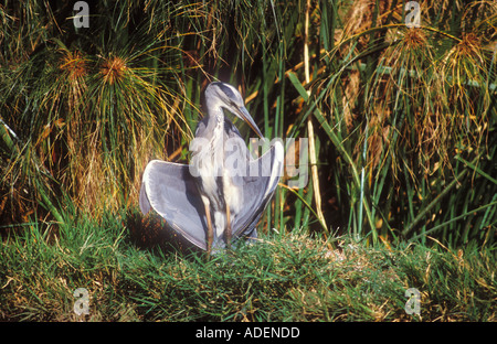 Grey Heron preening on the edge of an African lake Stock Photo