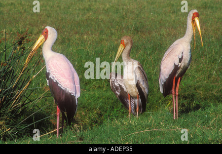 Group of three Yellow billed Storks Stock Photo