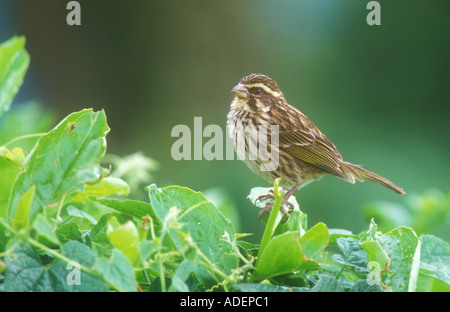 Streaky Seedeater Stock Photo