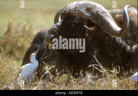 Cattle Egret catching insects from Buffalos muzzle Stock Photo