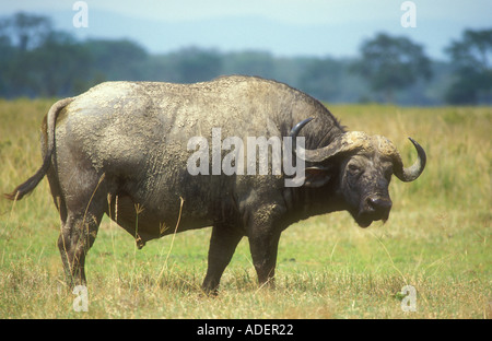 A massive bull Buffalo Stock Photo