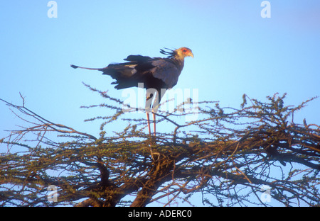 Secretary Bird preparing to roost on top of tree at sunset Stock Photo