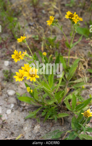 Yellow flowers of Asteraceae Arnica chamissonis USA Stock Photo