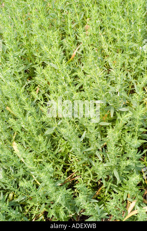 White hysop herb Medicinal plant Lamiaceae Hyssopus officinalis Albus Stock Photo
