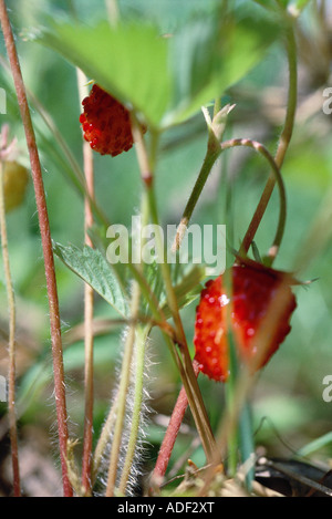 Strawberries growing Stock Photo