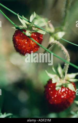 Strawberries growing Stock Photo