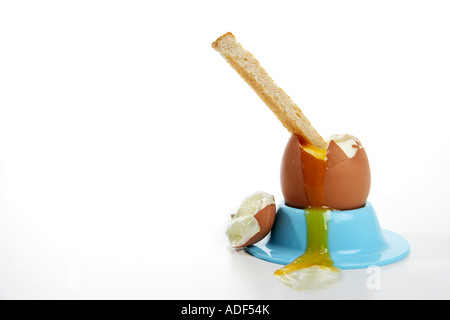 A boiled egg in bright blue egg cup holder with toast soldier sticking into top of egg against white background. Stock Photo