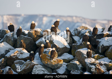 Bald Eagle Haliaeetus leucocephalus Homer ALASKA USA February Adults congregated on rocks at dawn Accipitridae Stock Photo