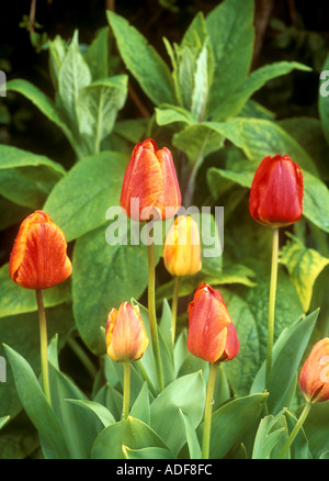 Tulipa Beauty of Apeldoorn Stock Photo