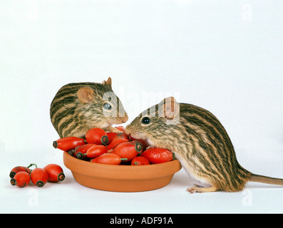 two 2 striped grass mice nibble at red ROSE HIPS Stock Photo