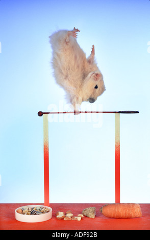 HAMSTER makes gymnastics on a gymnastic apparatus JOKE humour reck Handstand sports handspring Stock Photo