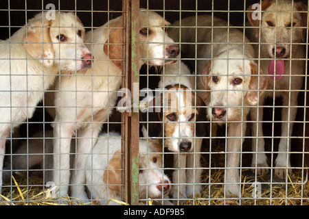 Fox hounds caged in transit to hunt Builth Wells Powys Mid Wales UK Stock Photo