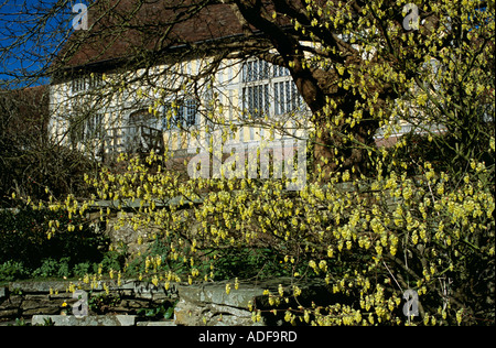 Great Dixter, Northiam, East Sussex, a C15th timber-framed hall with additions by Edwin Lutyens. A Corylopsis in the foreground Stock Photo