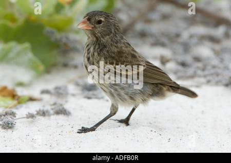 Small-billed Ground Finch (Geospiza fuliginosa) Immature standing on sand Gardner Bay Espanola Hood Island Galapagos Ecuador Stock Photo