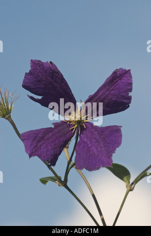 Clematis Jackmanii against a blue sky Stock Photo