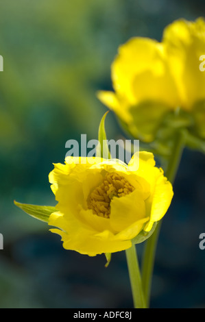 Caucasian Peony (Paeonia mlokosewitschii) flowering cultivated plant garden Adel Leeds West Yorkshire UK Europe April Stock Photo
