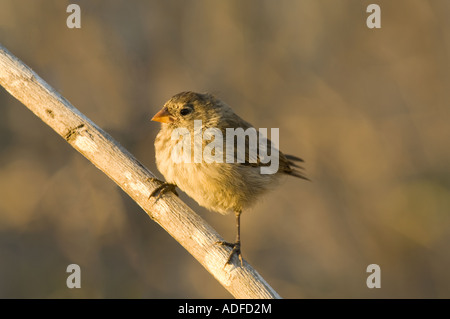 Small-billed Ground-finch (Geospiza fuliginosa) immature perched on branch evening light Coleta Tagus Darwin Volcano Isabela Stock Photo