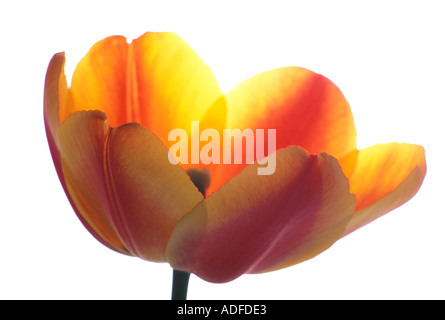 Tulip Eurasian bulbous herbs of the lily family genus Tulipa Stock Photo