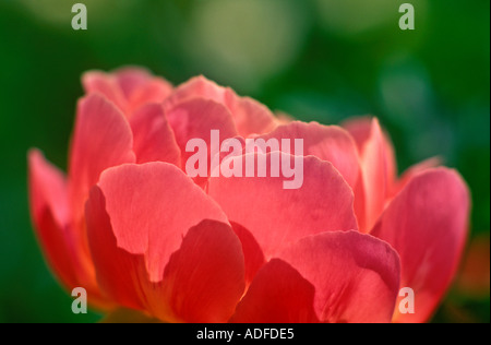 Peony A plant of the buttercup family of genus Paeonia Stock Photo
