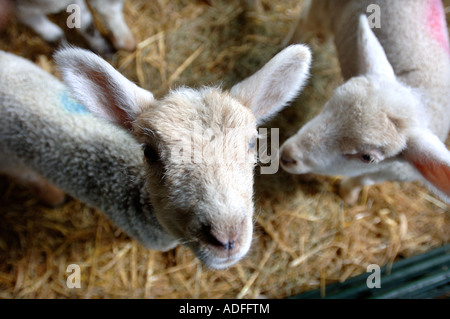 THREE LAMBS IN A PEN UK Stock Photo