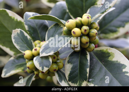 Ilex aquifolium, Golden van Tol (Holly) Stock Photo