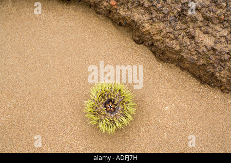 Green Sea Urchin (Lytechinus semituberculatus) washed out on sandy beach, Punta Cormoran, Floreana, Galapagos Islands, Ecuador Stock Photo