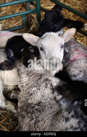 THREE LAMBS IN A PEN UK Stock Photo