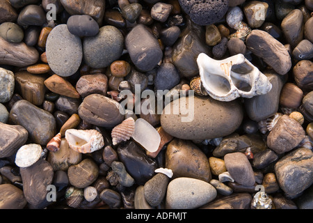 Close up image of wet sea shells and pebbles on beach Stock Photo