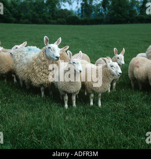 Border Leicester ewes and lambs on good grass Herefordshire Stock Photo