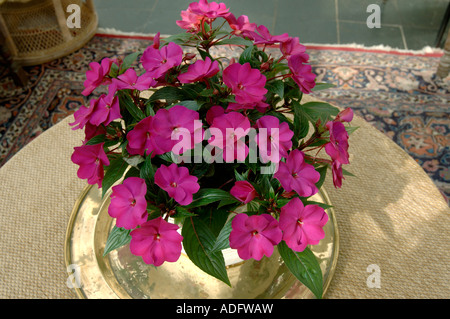 Purple coloured Impatiens New Guinea Hybrid pot plant in full flower Stock Photo