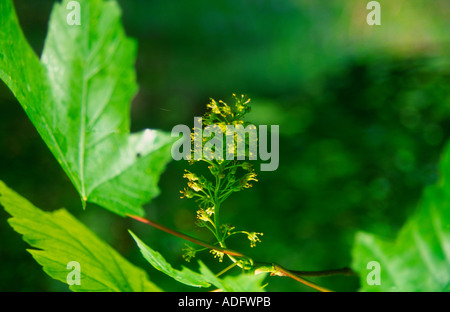 Leaf and seeds sycamore tree Stock Photo
