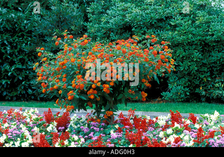 Lantana Camara Radiation Italy Stock Photo