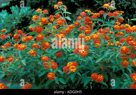 Lantana Camara Radiation Italy Stock Photo