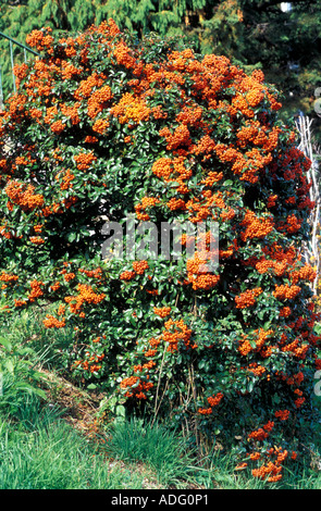 Pyracantha Orange Glow Italy Stock Photo