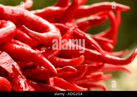 Capsicum annuum Italy Stock Photo