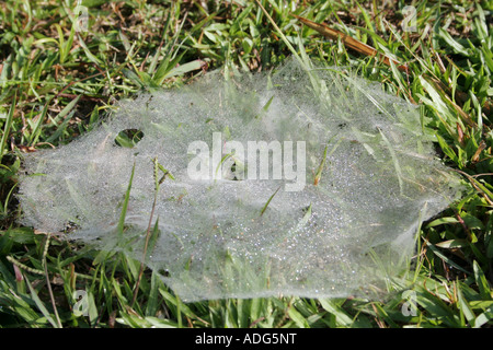 Dew on spider web built on grass in Malaysia. Stock Photo